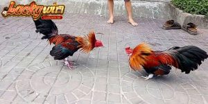 Đá gà cựa sắt
